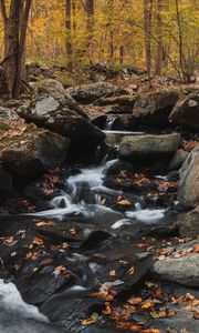 Preview wallpaper forest, stream, stones, autumn, nature