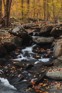 Preview wallpaper forest, stream, stones, autumn, nature