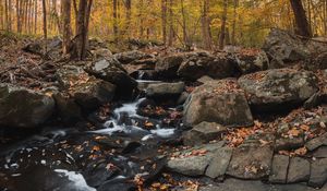 Preview wallpaper forest, stream, stones, autumn, nature