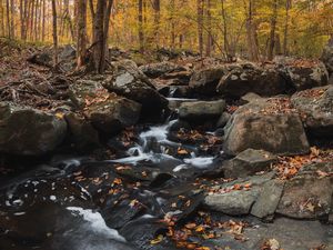 Preview wallpaper forest, stream, stones, autumn, nature