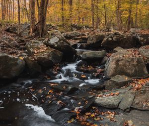 Preview wallpaper forest, stream, stones, autumn, nature