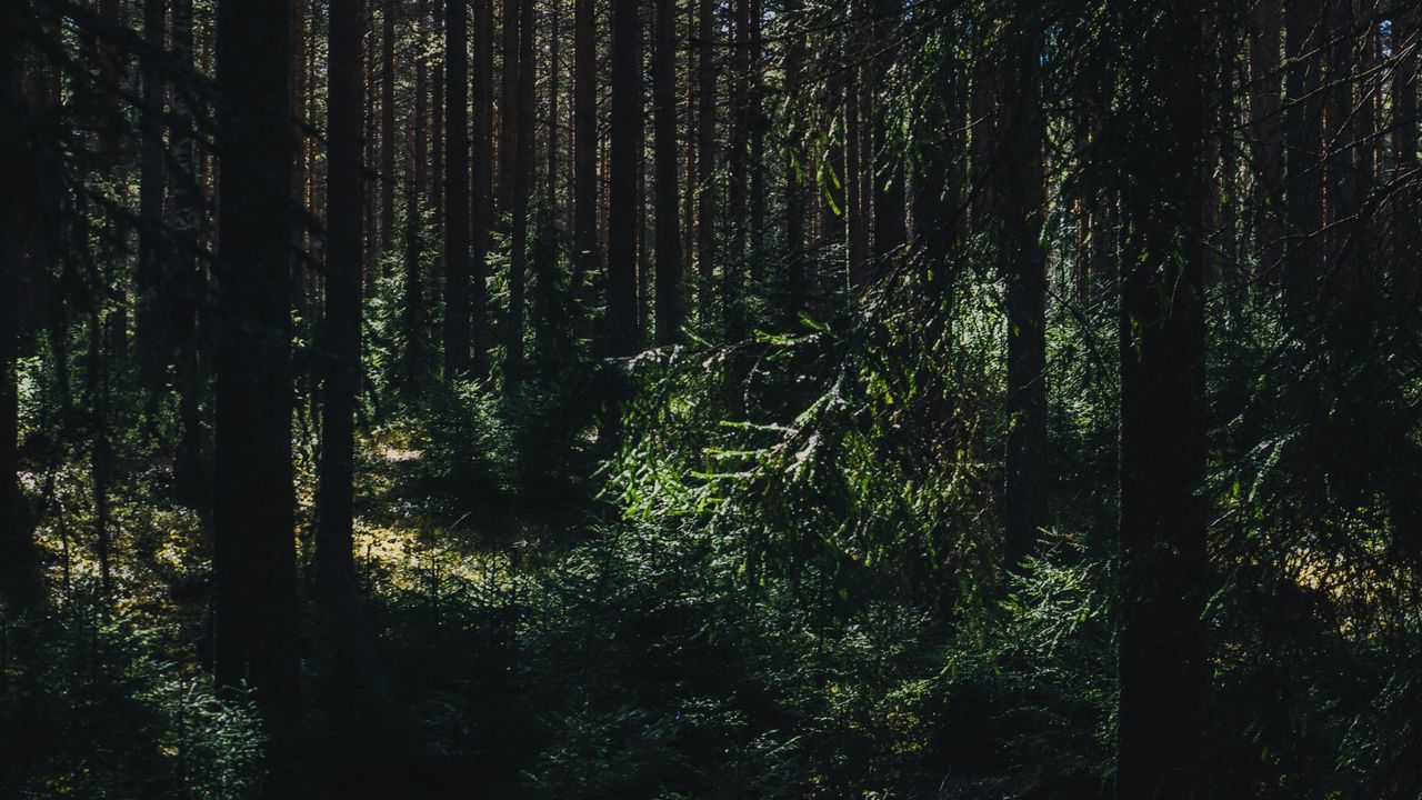 Wallpaper forest, summer, trees, shadows, ylojarvi, west finland