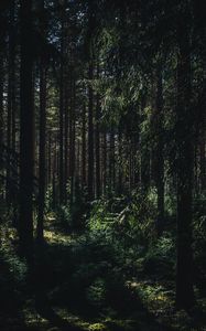 Preview wallpaper forest, summer, trees, shadows, ylojarvi, west finland