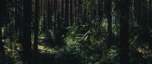 Preview wallpaper forest, summer, trees, shadows, ylojarvi, west finland