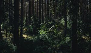 Preview wallpaper forest, summer, trees, shadows, ylojarvi, west finland