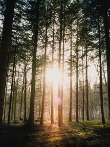 Preview wallpaper forest, sun, blinding, bright, glare, rays, trees