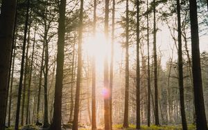 Preview wallpaper forest, sun, blinding, bright, glare, rays, trees