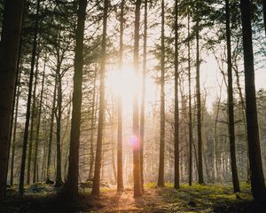 Preview wallpaper forest, sun, blinding, bright, glare, rays, trees