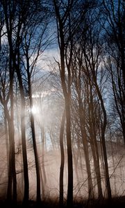 Preview wallpaper forest, sun, light, morning, waking, fog, mist