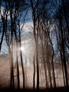 Preview wallpaper forest, sun, light, morning, waking, fog, mist