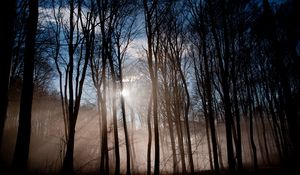 Preview wallpaper forest, sun, light, morning, waking, fog, mist