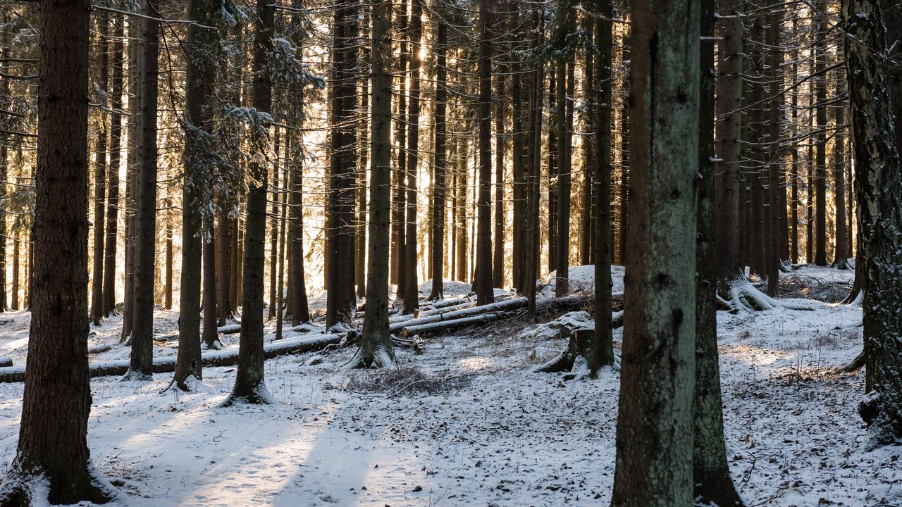 Wallpaper forest, sun rays, snow, winter