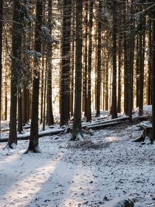 Preview wallpaper forest, sun rays, snow, winter