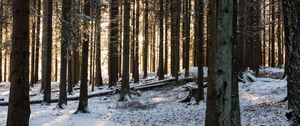 Preview wallpaper forest, sun rays, snow, winter