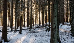 Preview wallpaper forest, sun rays, snow, winter