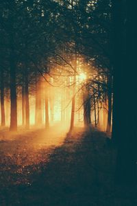 Preview wallpaper forest, sunlight, fog, dark, dusk