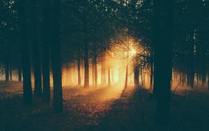 Preview wallpaper forest, sunlight, fog, dark, dusk