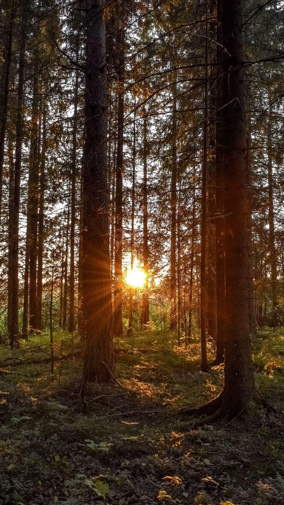 Download wallpaper 1080x1920 forest, sunlight, trees, rays, sunset ...