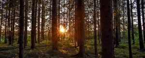 Preview wallpaper forest, sunlight, trees, rays, sunset