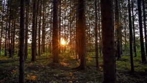 Preview wallpaper forest, sunlight, trees, rays, sunset