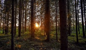 Preview wallpaper forest, sunlight, trees, rays, sunset