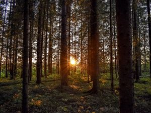 Preview wallpaper forest, sunlight, trees, rays, sunset