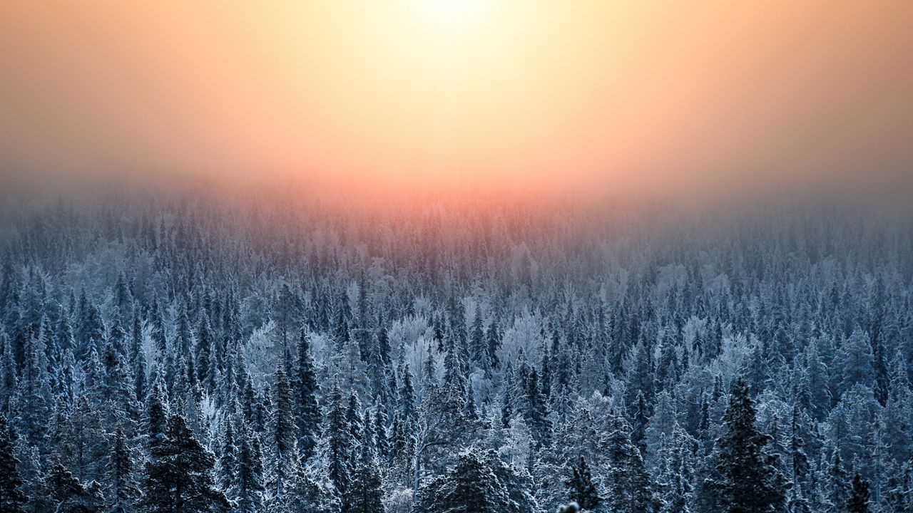 Wallpaper forest, sunset, haze, snow, winter, landscape