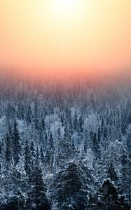Preview wallpaper forest, sunset, haze, snow, winter, landscape