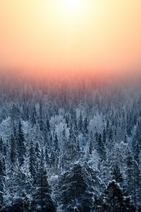 Preview wallpaper forest, sunset, haze, snow, winter, landscape