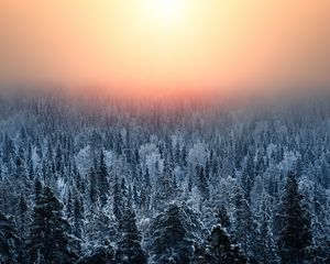 Preview wallpaper forest, sunset, haze, snow, winter, landscape