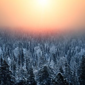 Preview wallpaper forest, sunset, haze, snow, winter, landscape
