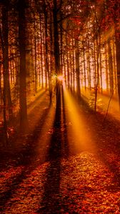 Preview wallpaper forest, sunset, sunlight, trees, leaves, autumn