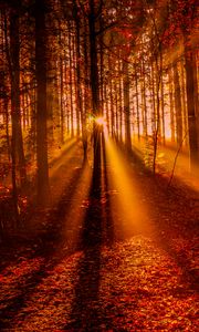 Preview wallpaper forest, sunset, sunlight, trees, leaves, autumn