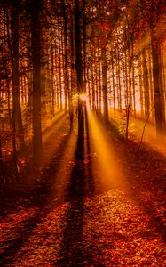 Preview wallpaper forest, sunset, sunlight, trees, leaves, autumn