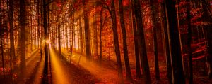 Preview wallpaper forest, sunset, sunlight, trees, leaves, autumn