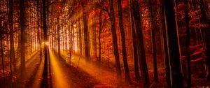 Preview wallpaper forest, sunset, sunlight, trees, leaves, autumn