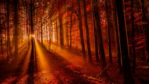 Preview wallpaper forest, sunset, sunlight, trees, leaves, autumn