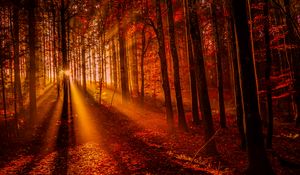 Preview wallpaper forest, sunset, sunlight, trees, leaves, autumn