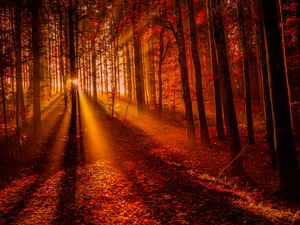 Preview wallpaper forest, sunset, sunlight, trees, leaves, autumn