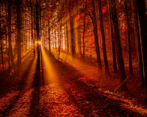 Preview wallpaper forest, sunset, sunlight, trees, leaves, autumn