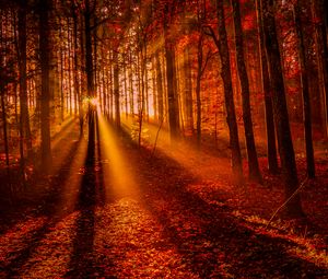 Preview wallpaper forest, sunset, sunlight, trees, leaves, autumn