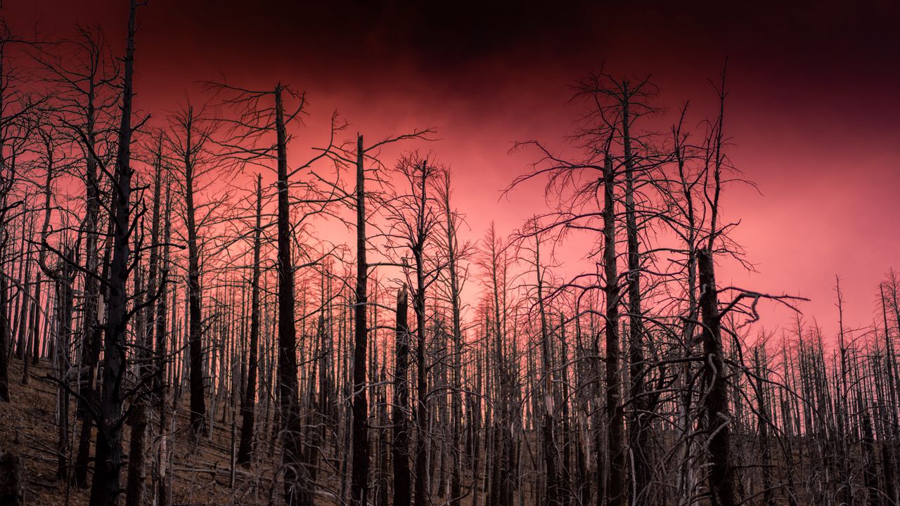 Wallpaper forest, sunset, trees