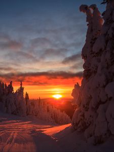 Preview wallpaper forest, sunset, winter, landscape, slope, snowy