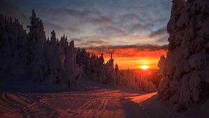 Preview wallpaper forest, sunset, winter, landscape, slope, snowy