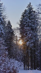 Preview wallpaper forest, sunset, winter, trees, snow