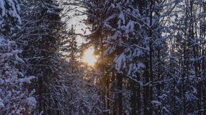 Preview wallpaper forest, sunset, winter, trees, snow