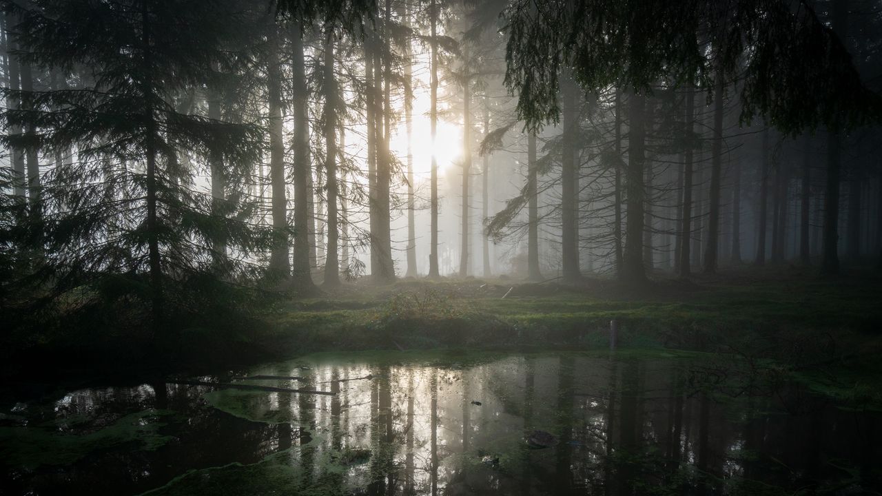 Wallpaper forest, swamp, fog, sunrise, nature