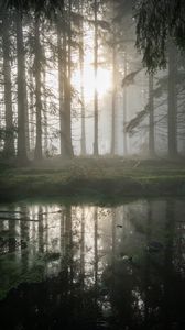 Preview wallpaper forest, swamp, fog, sunrise, nature