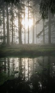 Preview wallpaper forest, swamp, fog, sunrise, nature