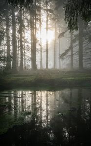 Preview wallpaper forest, swamp, fog, sunrise, nature